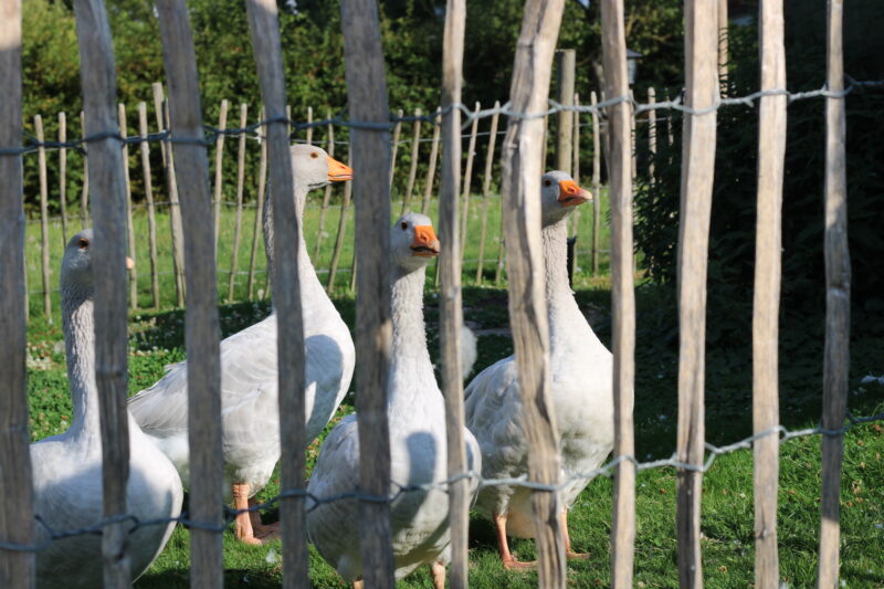 Enten auf dem Ziegenhof Waldrode (Foto: JGö)