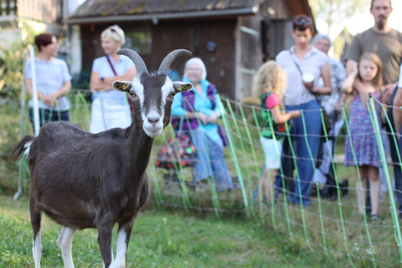 Exkursion der Grünen zum Ziegenhof Waldrode (Foto: JGö)