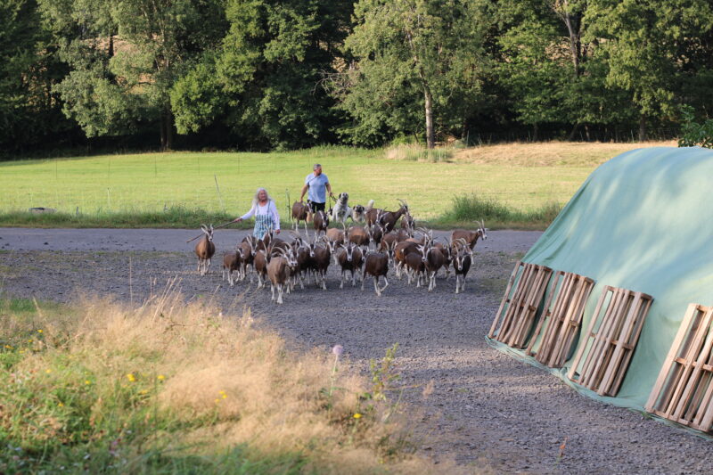 Abtrieb der Ziegen mit den Hütehunden am Ziegenhof Waldrode (Foto: JGö)